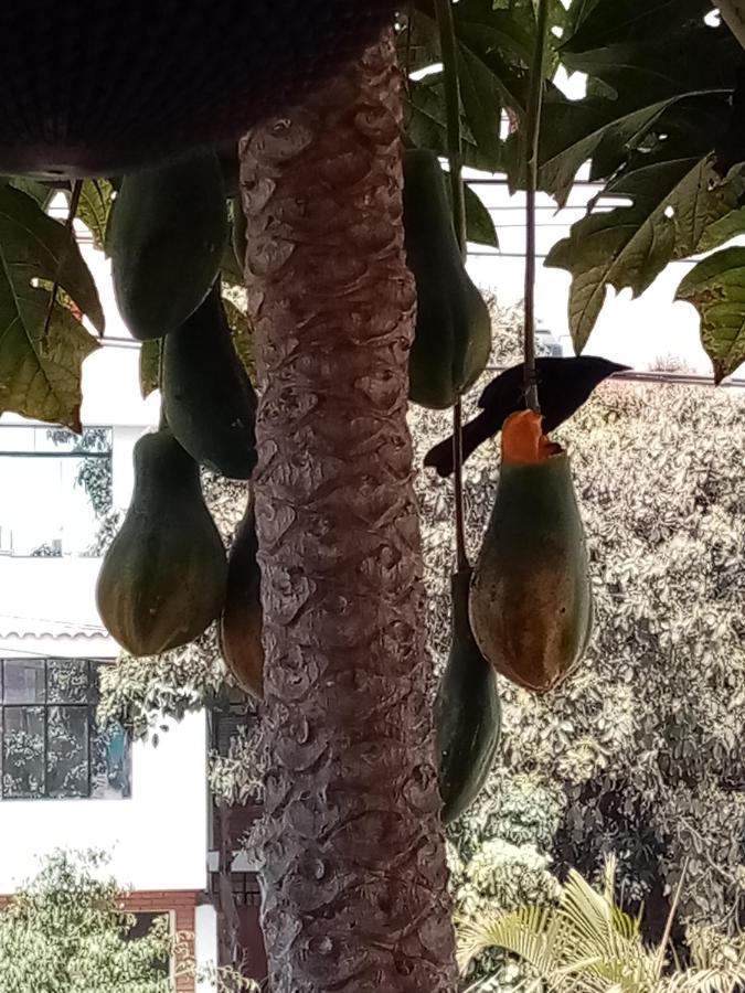 Posada Peregrinus Лима Экстерьер фото